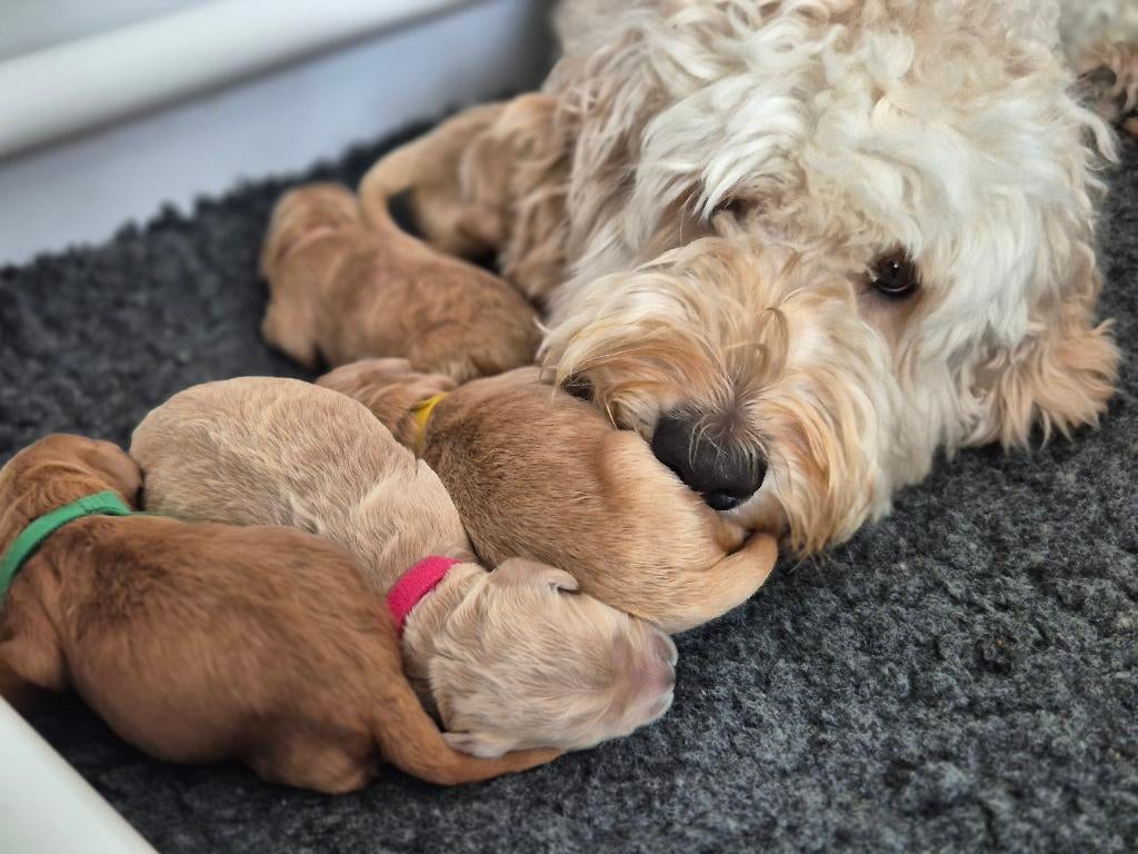 Medium Australian labradoodle puppys + stamboom achtergrond, 8 tot 15 weken, Meerdere, Meerdere dieren, Middel