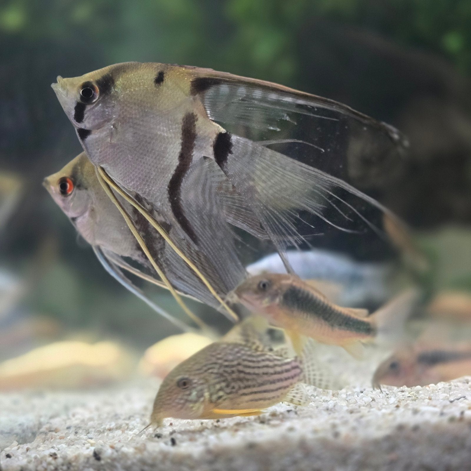 AANBIEDING 3 maanvissen voor €12,50, Dieren en Toebehoren, Vissen | Aquariumvissen, Vis