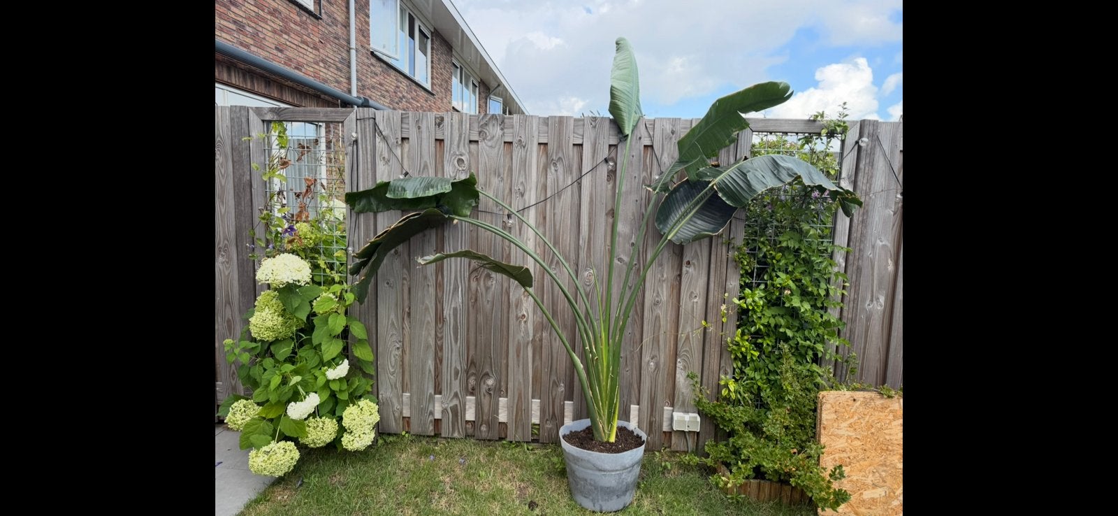 Strelitzia nicolai 200-250cm hoog, Huis en Inrichting, Ophalen