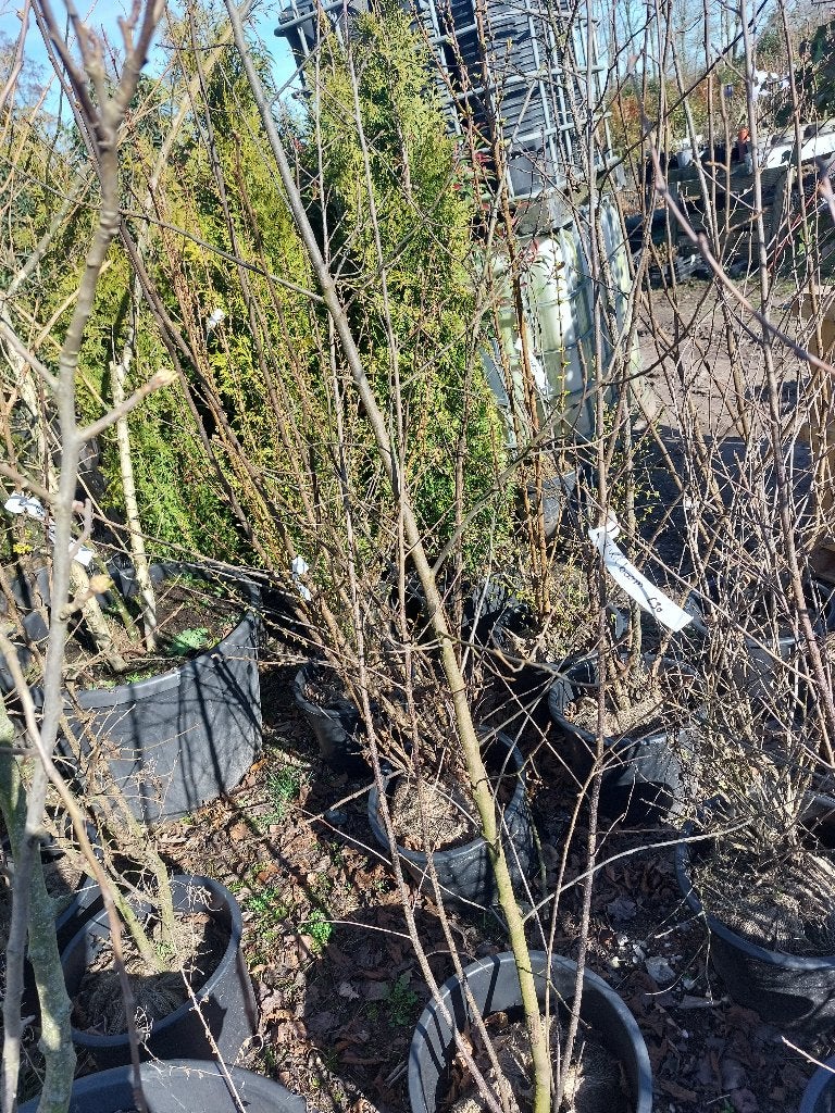 vuilboom, Tuin en Terras, Planten | Bomen, Overige soorten, 250 tot 400 cm, Volle zon, Zomer, Ophalen