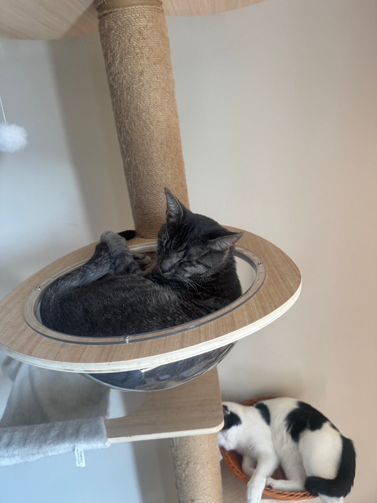 NIEUW: plafondhoge kattenboom 255-265 cm, hout & sisal., Ophalen of Verzenden, Nieuw, Krabpaal