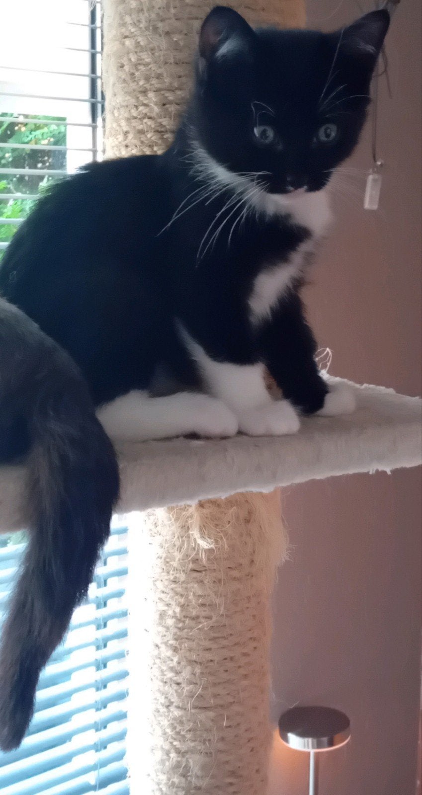BEGAAL-Britsekorthaar, Poes, Ontwormd, 0 tot 2 jaar
