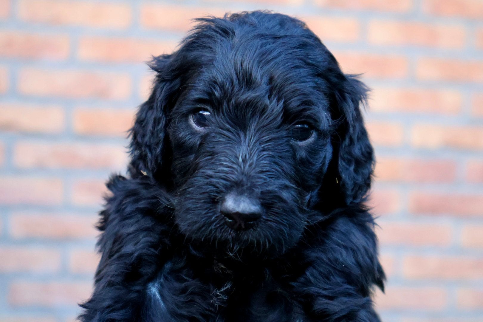 Labradoodle Pups, Dieren en Toebehoren, Honden | Niet-rashonden, 8 tot 15 weken, Meerdere, Meerdere dieren, Middel