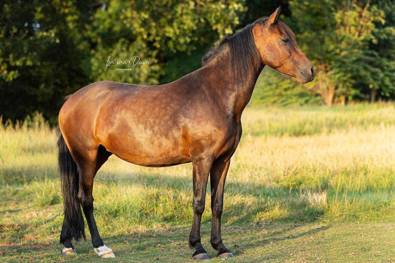 Stamboek New Forest merrie 10 jaar, Merrie, Met stamboom, Springpony, 7 tot 10 jaar