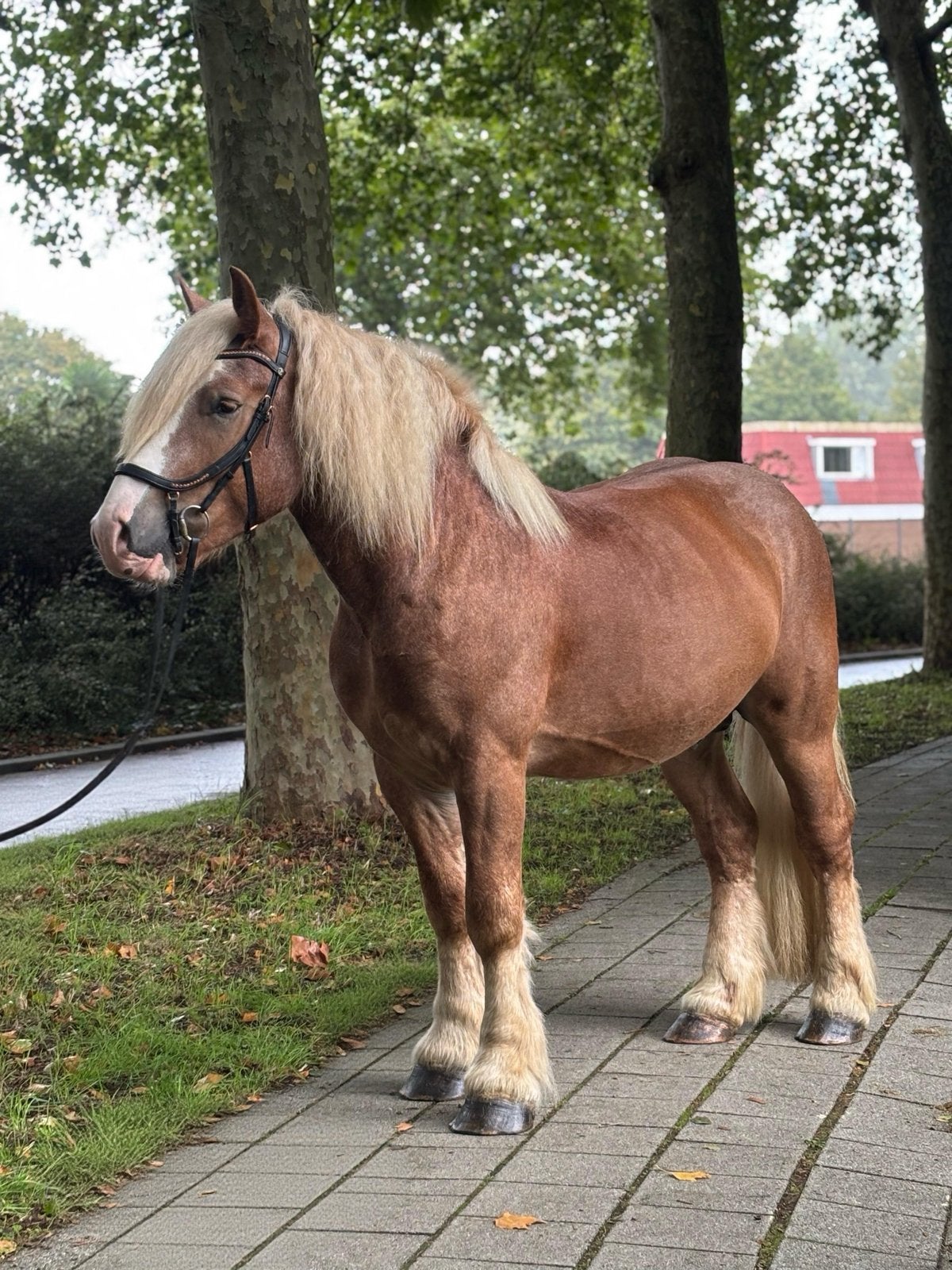 Bunker – Een echte hartendief!, Dieren en Toebehoren, B, Ruin, 3 tot 6 jaar, Met stamboom