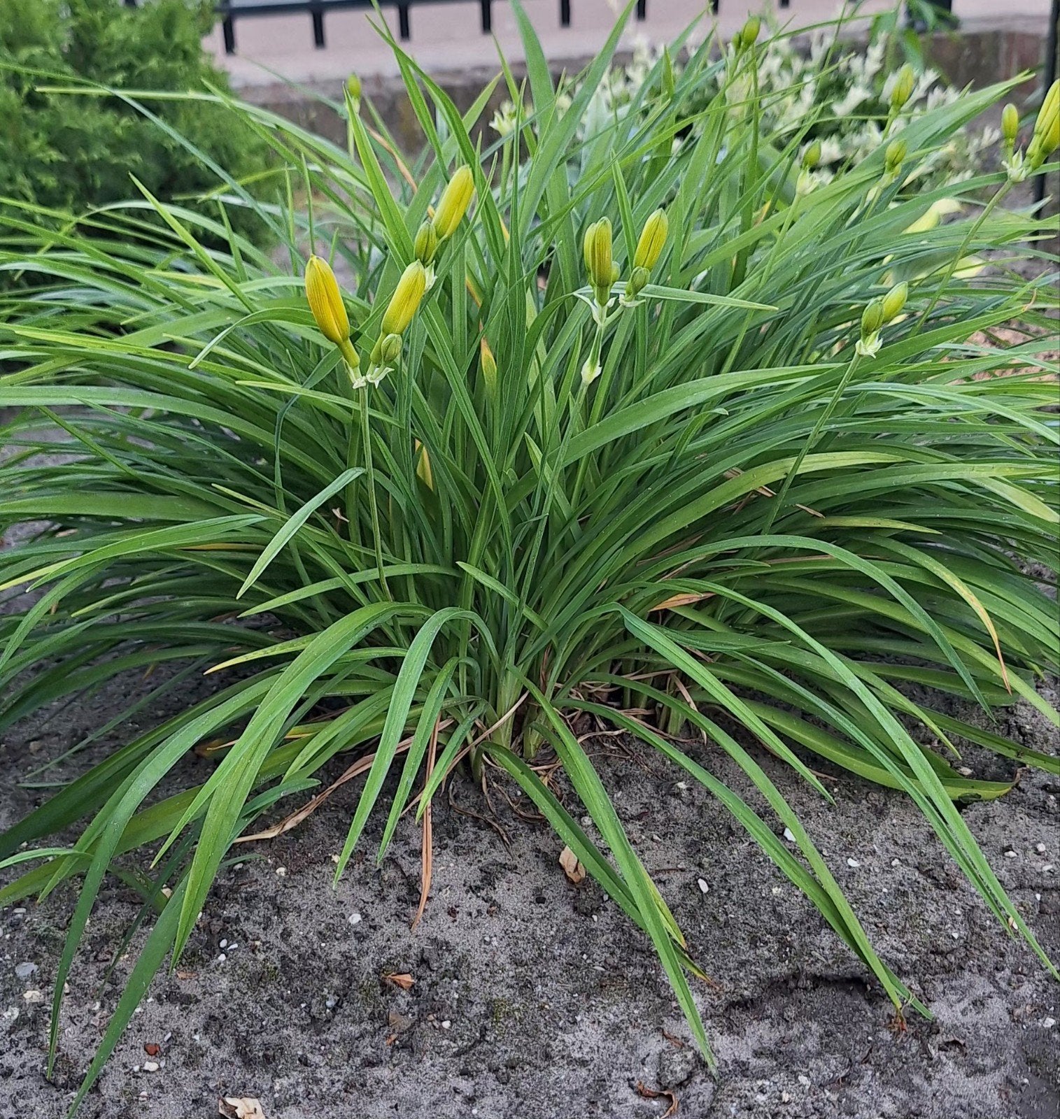 Plant Daglelie (Hemerocallis) - Geel, Ophalen, Vaste plant, Overige soorten, Volle zon