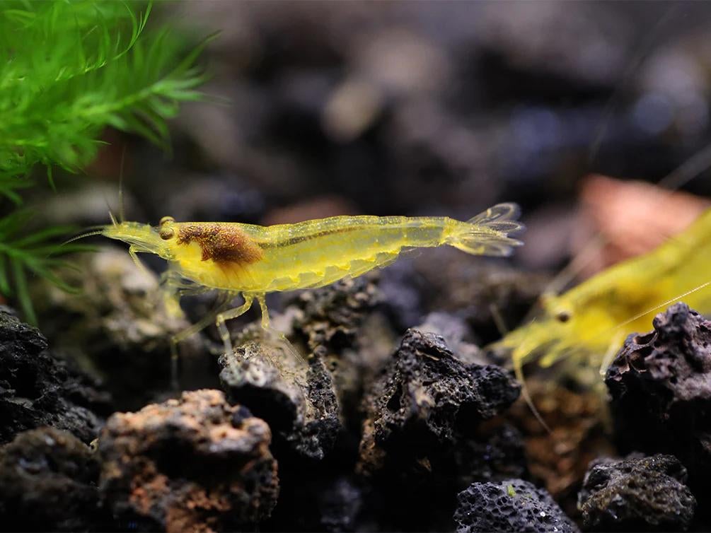 Amano Japonica Caridina multidentata yellow, Dieren en Toebehoren, Vissen | Aquariumvissen, Kreeft, Krab of Garnaal