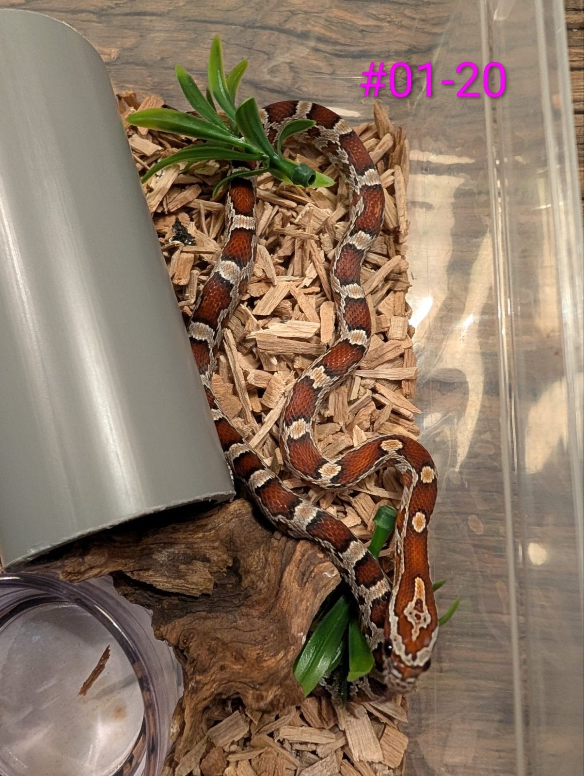 Jonge Classic Rattenslangen het Palmetto Rat Snake photo 8
