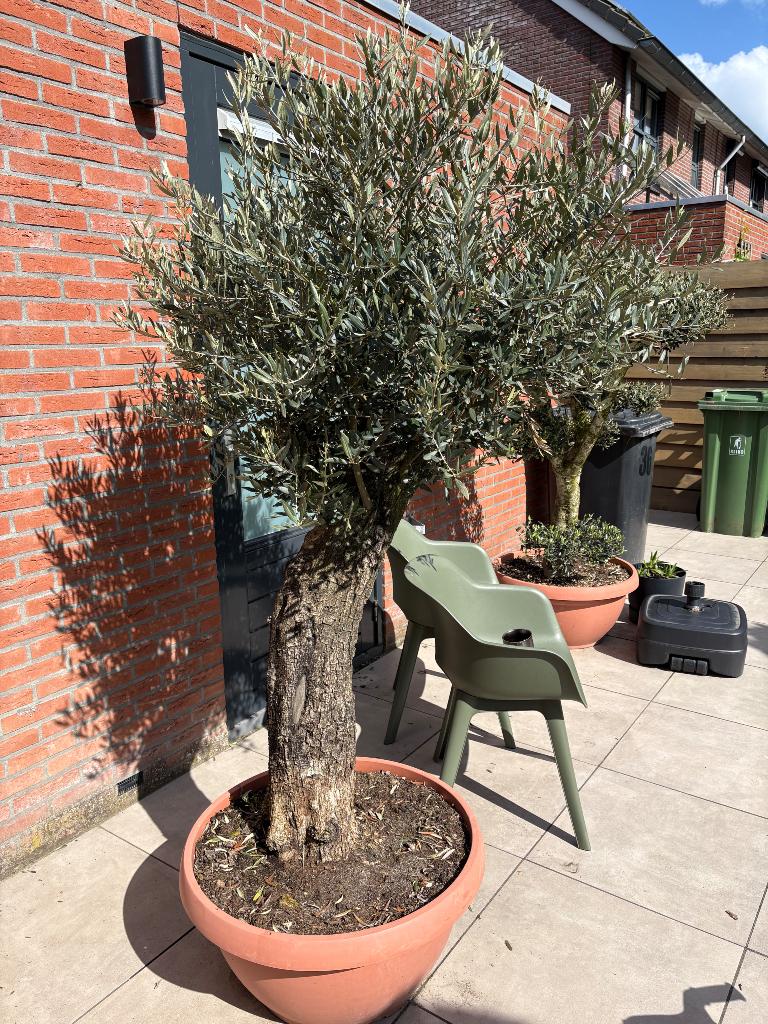Olijfboom, Lente, 100 tot 250 cm, Olijfboom, Ophalen