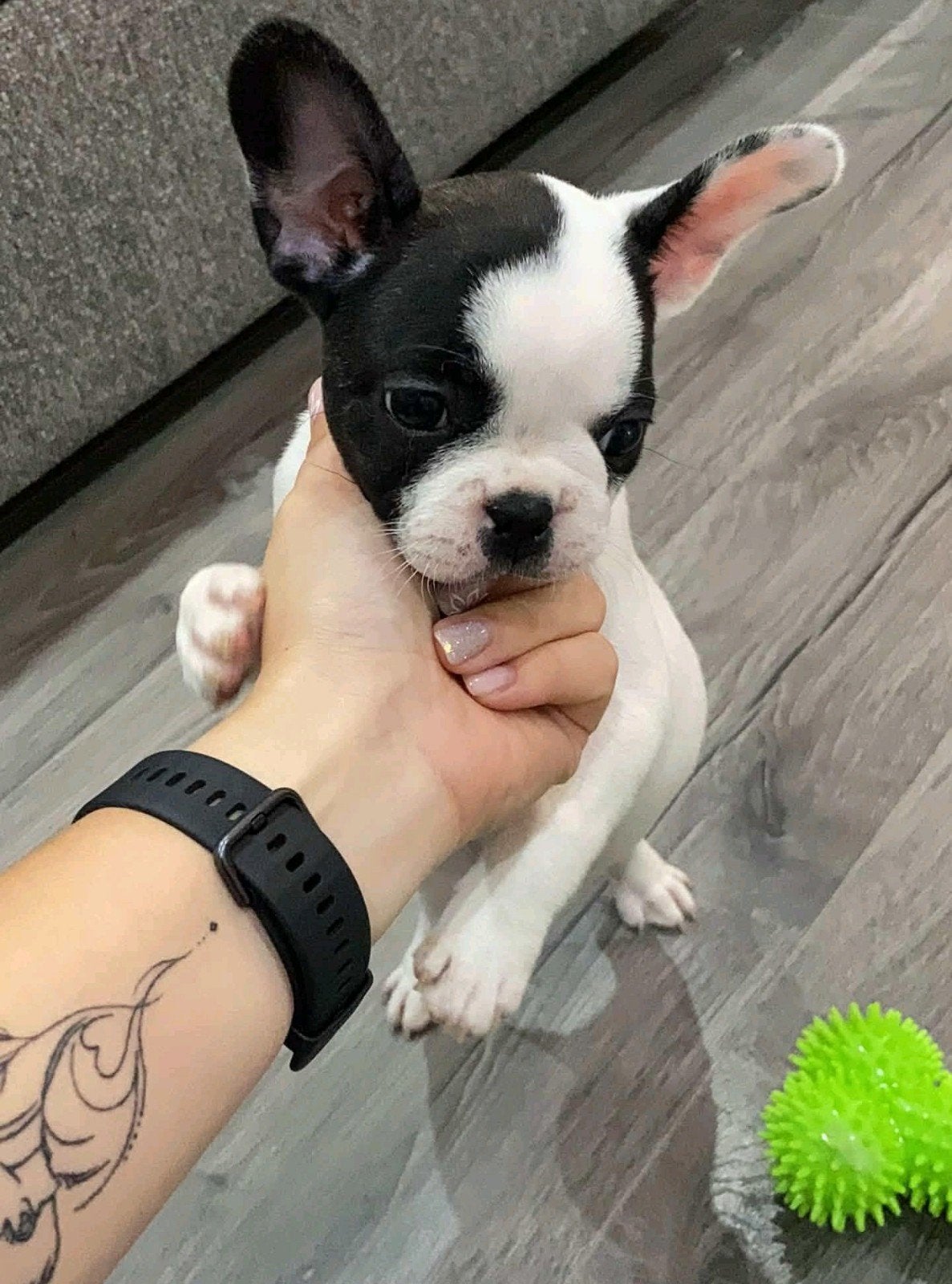Mini France bulldog teefje, Teef, Bulldog, Eén hond, Nederland