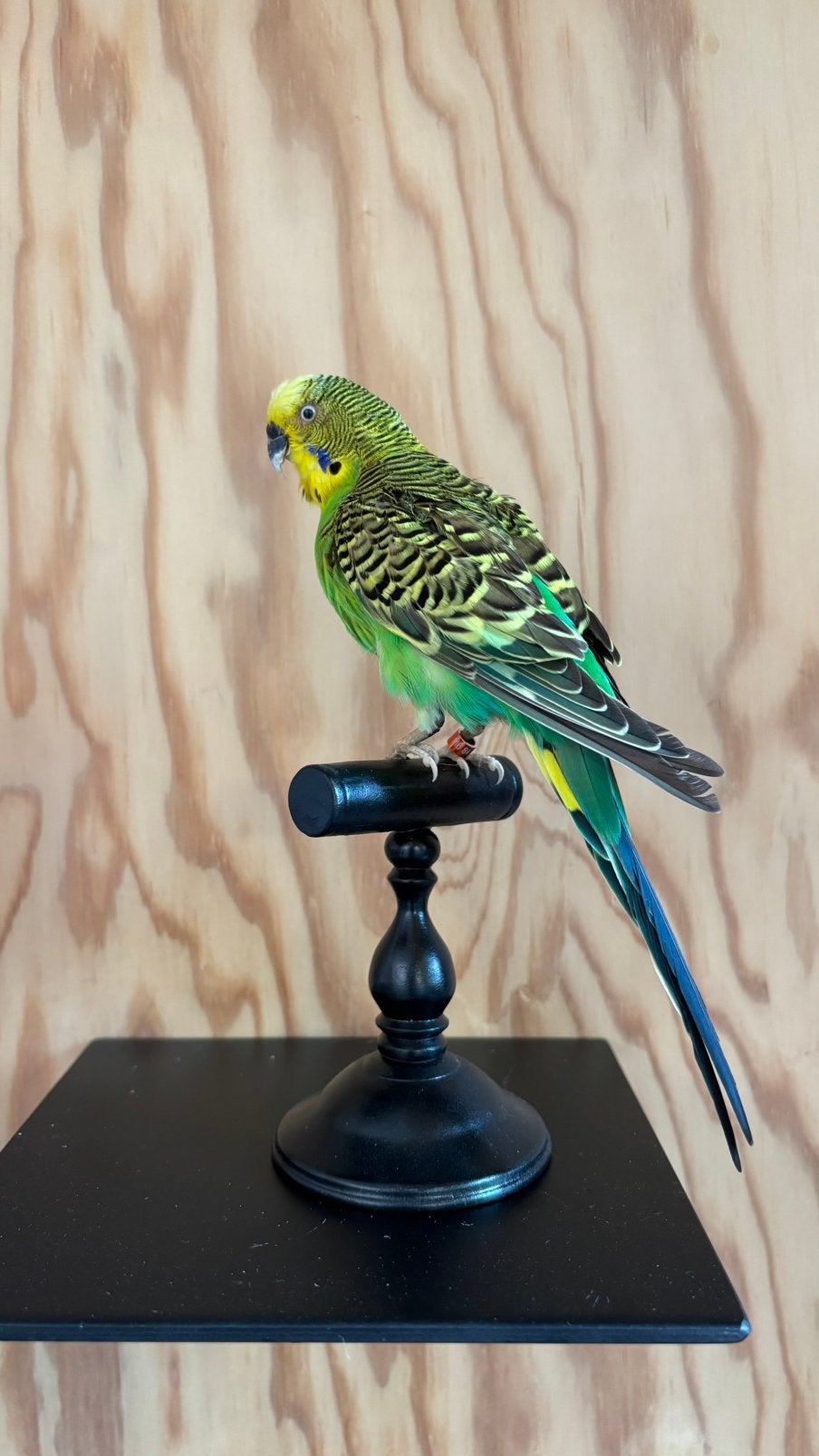 Opgezette parkiet, grasparkiet, Verzamelen, Ophalen of Verzenden, Nieuw, Vogel, Opgezet dier