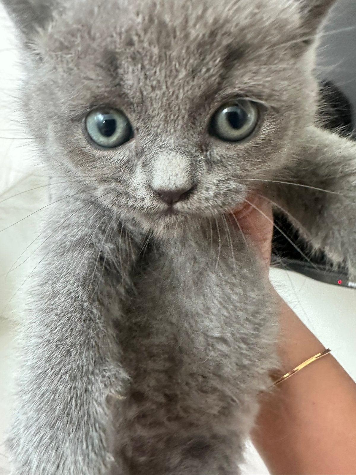 Britse kort/langhaar mix, Dieren en Toebehoren, Geslacht onbekend, 0 tot 2 jaar