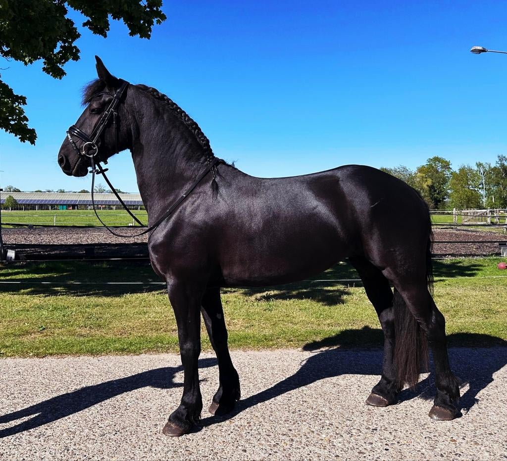 4 jarige friese merrie, Dieren en Toebehoren, Paarden, Merrie, Dressuurpaard, 3 tot 6 jaar