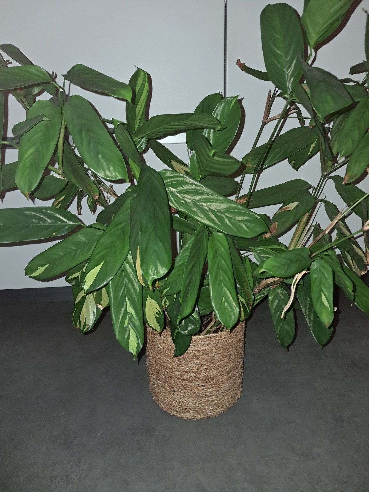 mooie kamerplant, Ophalen, Minder dan 100 cm
