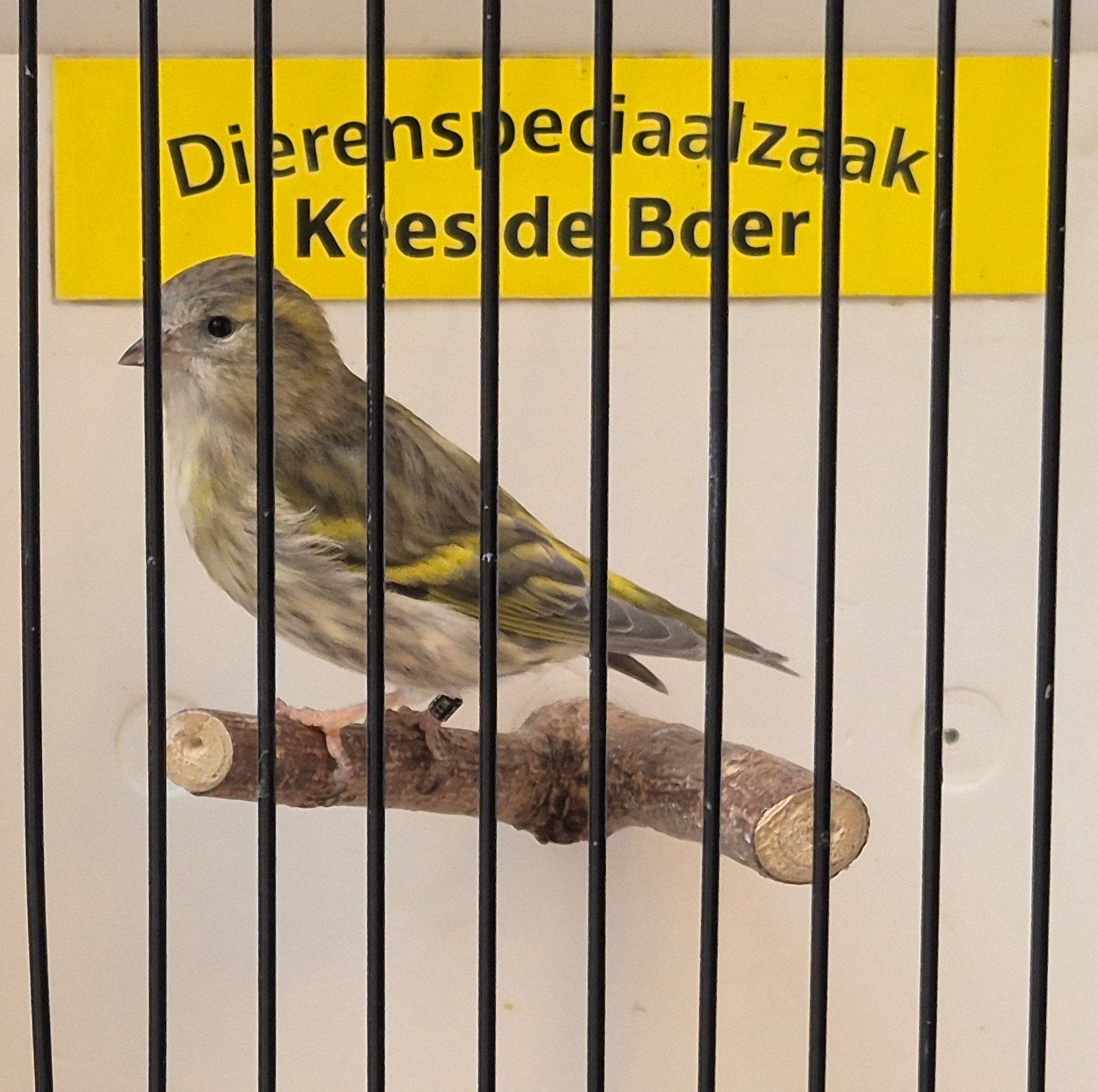 Europese sijs pop, Dieren en Toebehoren, Vrouwelijk, Geringd
