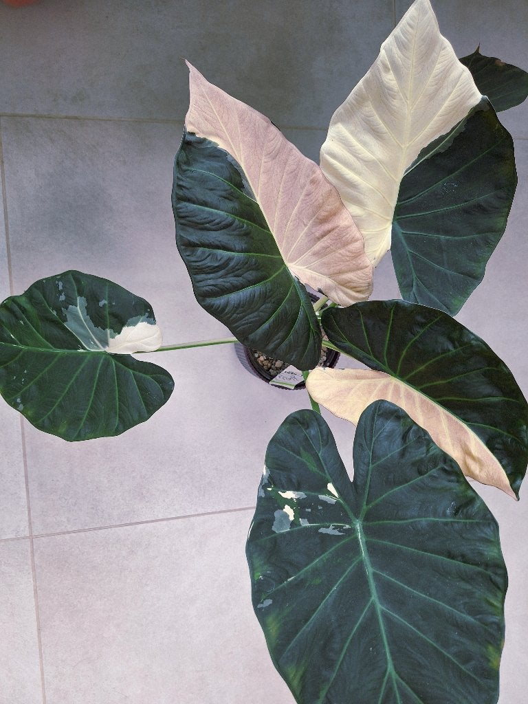 Alocasia Regal Shields Albo/Pink knollen, Ophalen of Verzenden, Overige soorten, Halfschaduw, Minder dan 100 cm