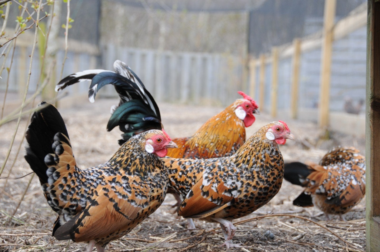 Javakriel rood porselein toom, Meerdere dieren, Kip