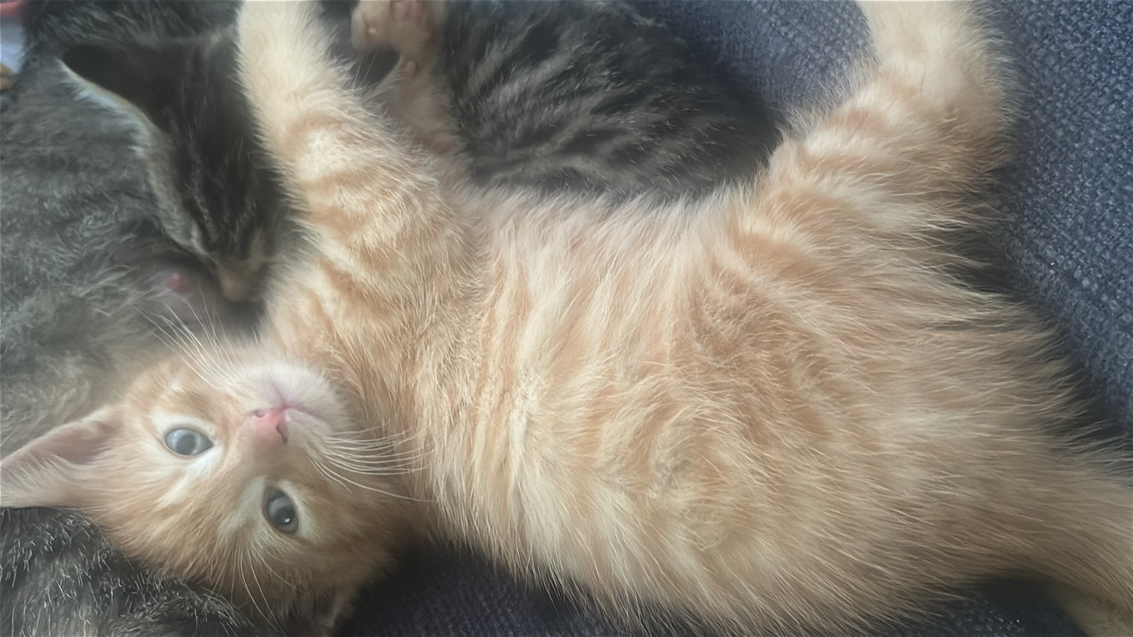 Europese korthaar kittens, Meerdere dieren
