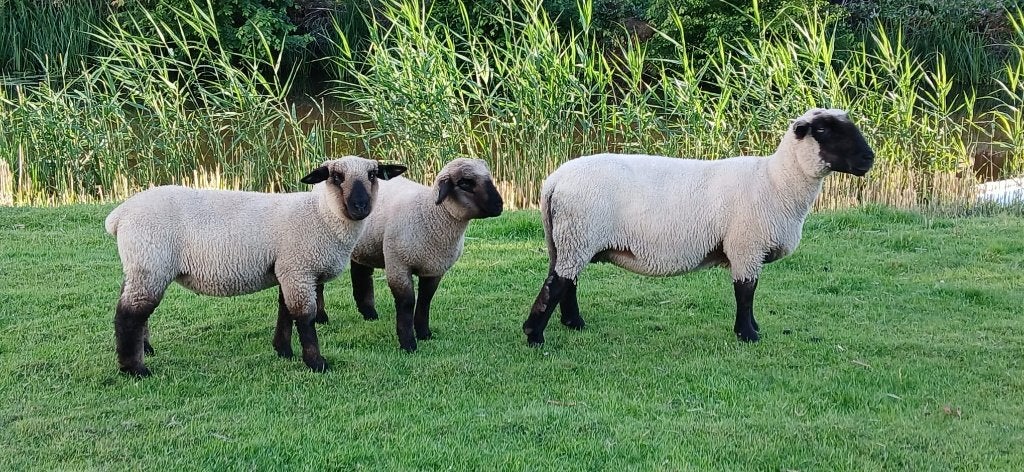 Suffolk Schaap met 2 ooien Suffolk hampshire down, Dieren en Toebehoren, Schapen, Geiten en Varkens, Vrouwelijk, Schaap