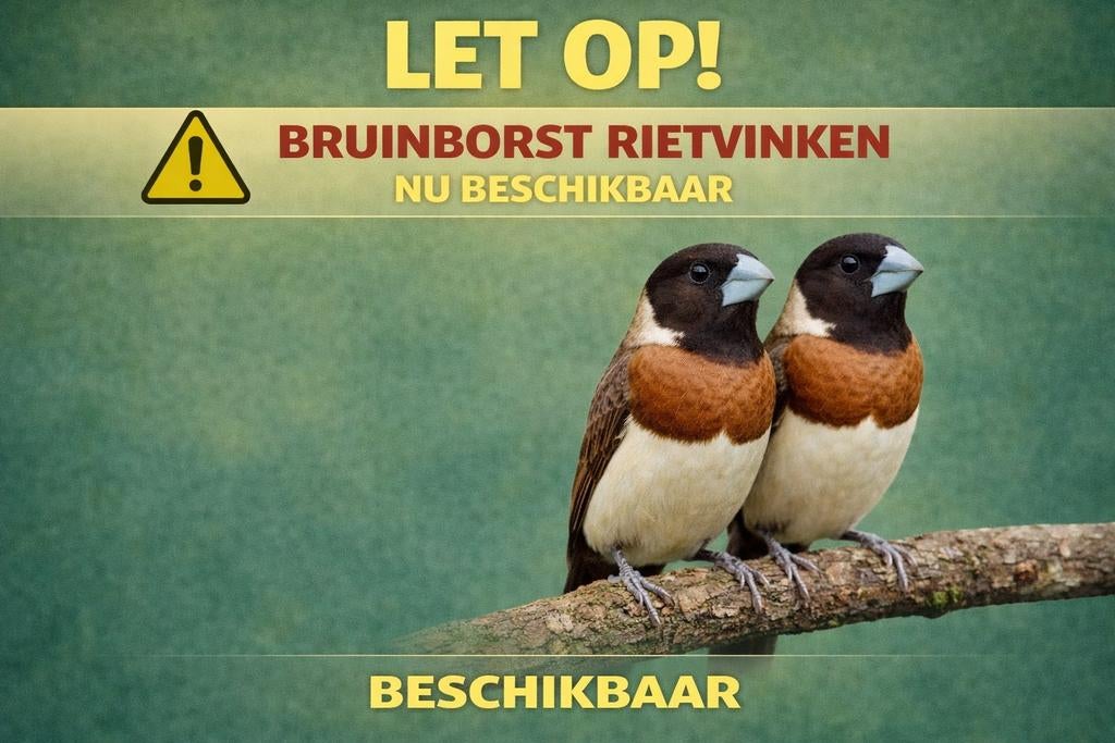 Bruinborst rietvinken | nu beschikbaar | De Toekan Apeldoorn