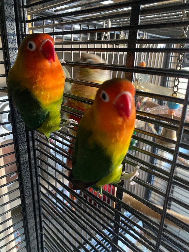 Dwergpapegaai Lovebird koppel, Meerdere dieren, Dwergpapegaai of Agapornis, Geringd