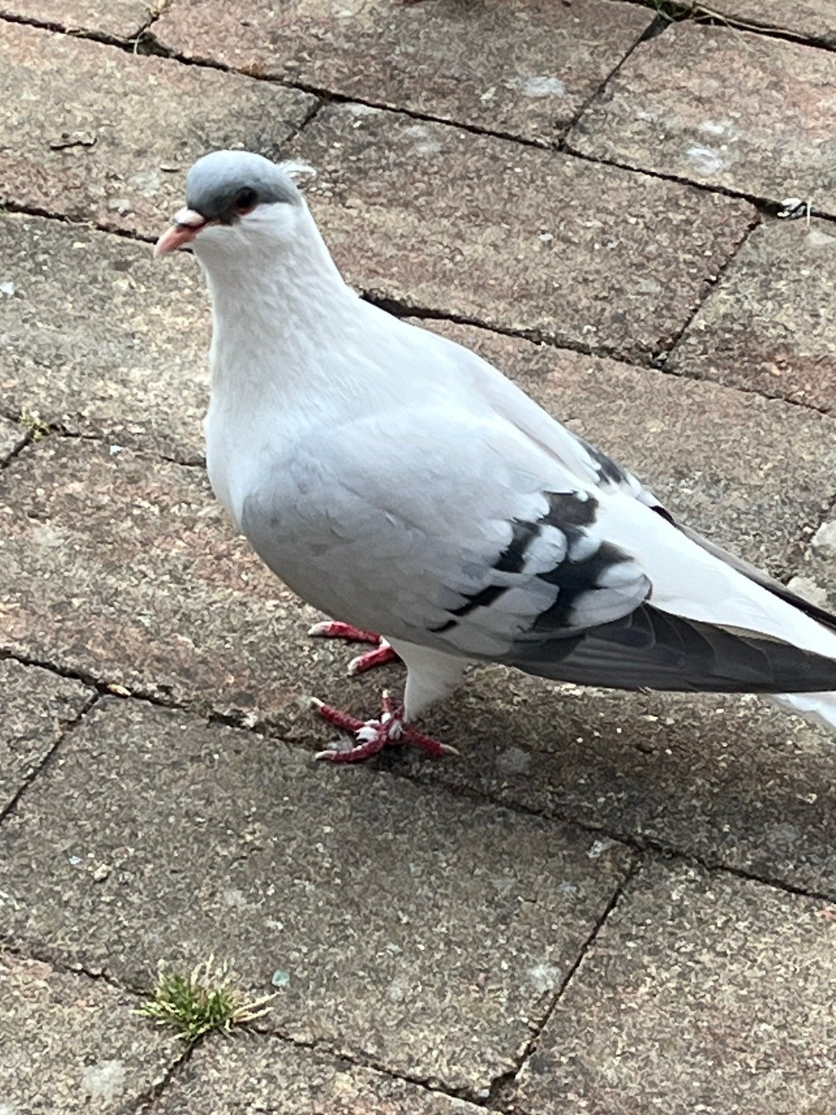 Afghaanse Duiven, Dieren en Toebehoren, Vogels | Duiven, Meerdere dieren, Postduif