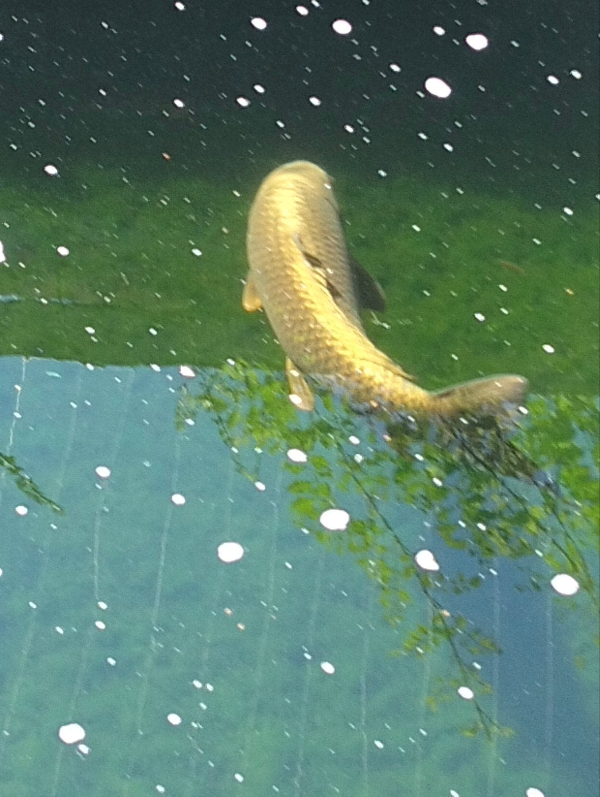 HoudGohst Karper, Karper of Koi