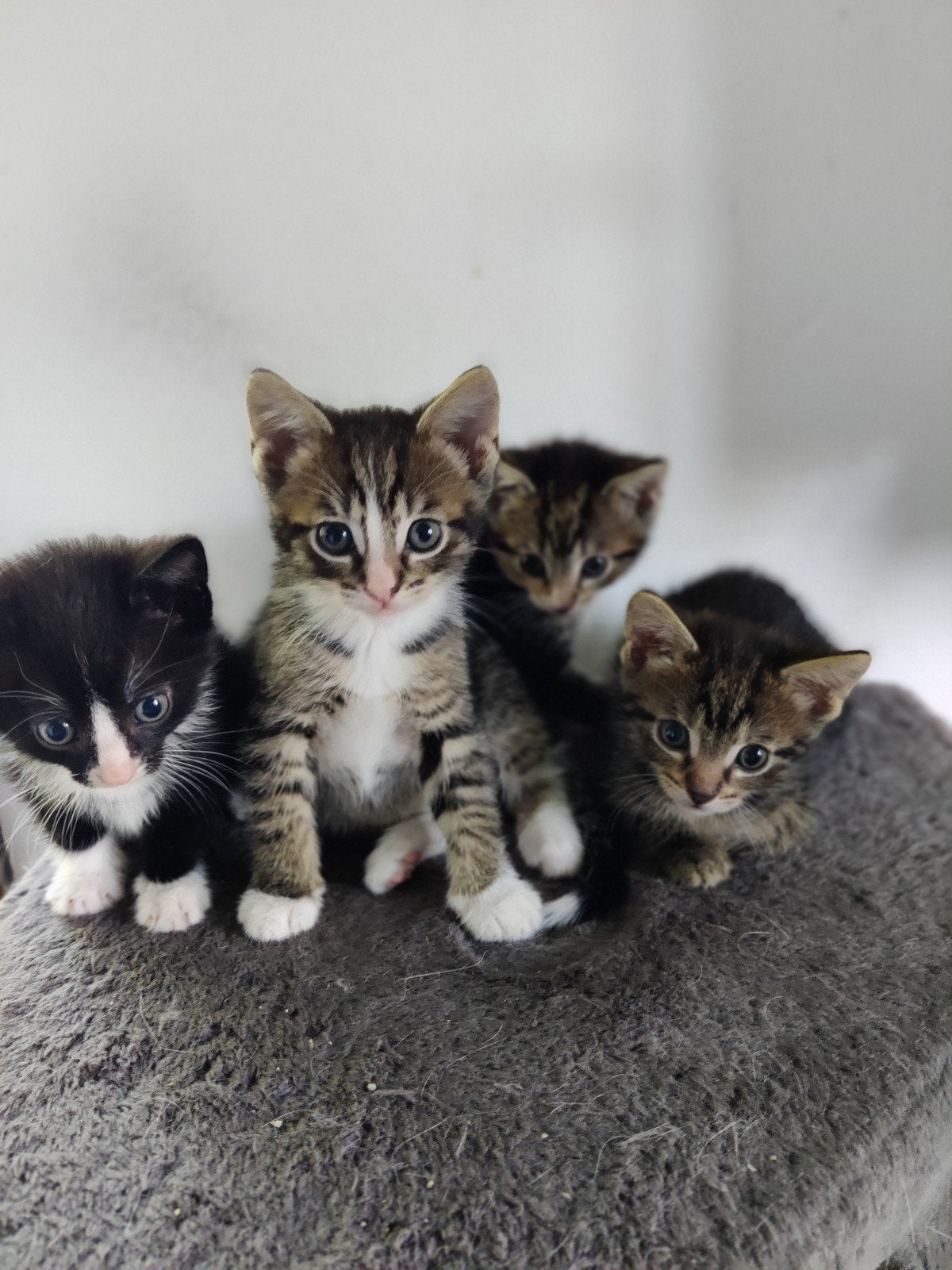 Kittens, Dieren en Toebehoren, Katten en Kittens | Raskatten | Korthaar, Meerdere dieren, Ontwormd