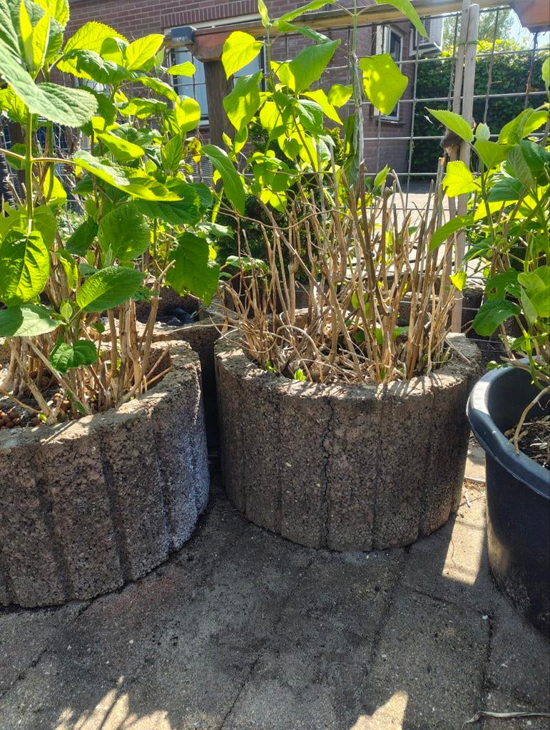 Robuuste betonnen plantenbakken met hortensia's, Tuin en Terras, Bloembakken en Plantenbakken, Ophalen, Gebruikt, Minder dan 60 cm