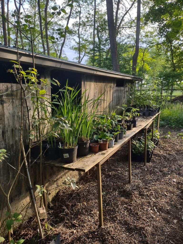 vaste planten en Hosta's te koop, Tuin en Terras, Planten | Tuinplanten, Ophalen, Vaste plant, Overige soorten, Halfschaduw