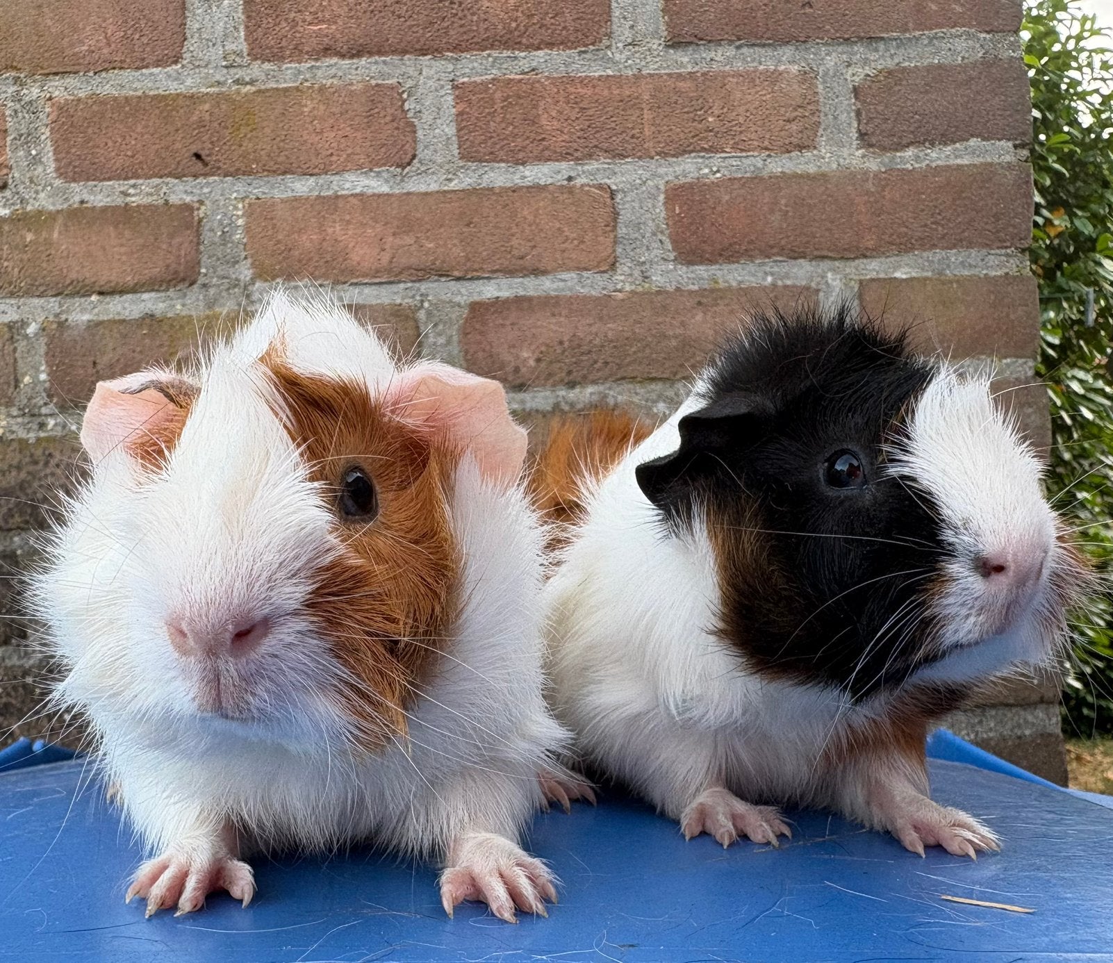 Duo beren koppel, Mei, Meerdere dieren, Cavia