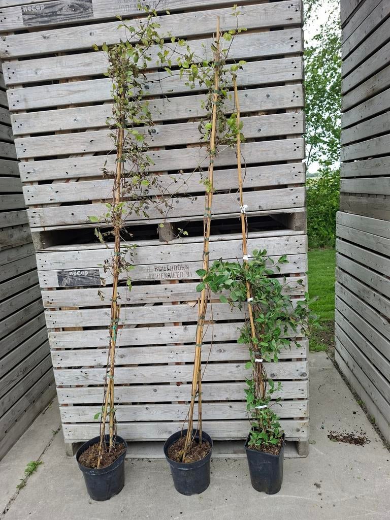 Clematis vitalba, Tuin en Terras, Planten | Tuinplanten, Ophalen of Verzenden, Overige soorten, Halfschaduw
