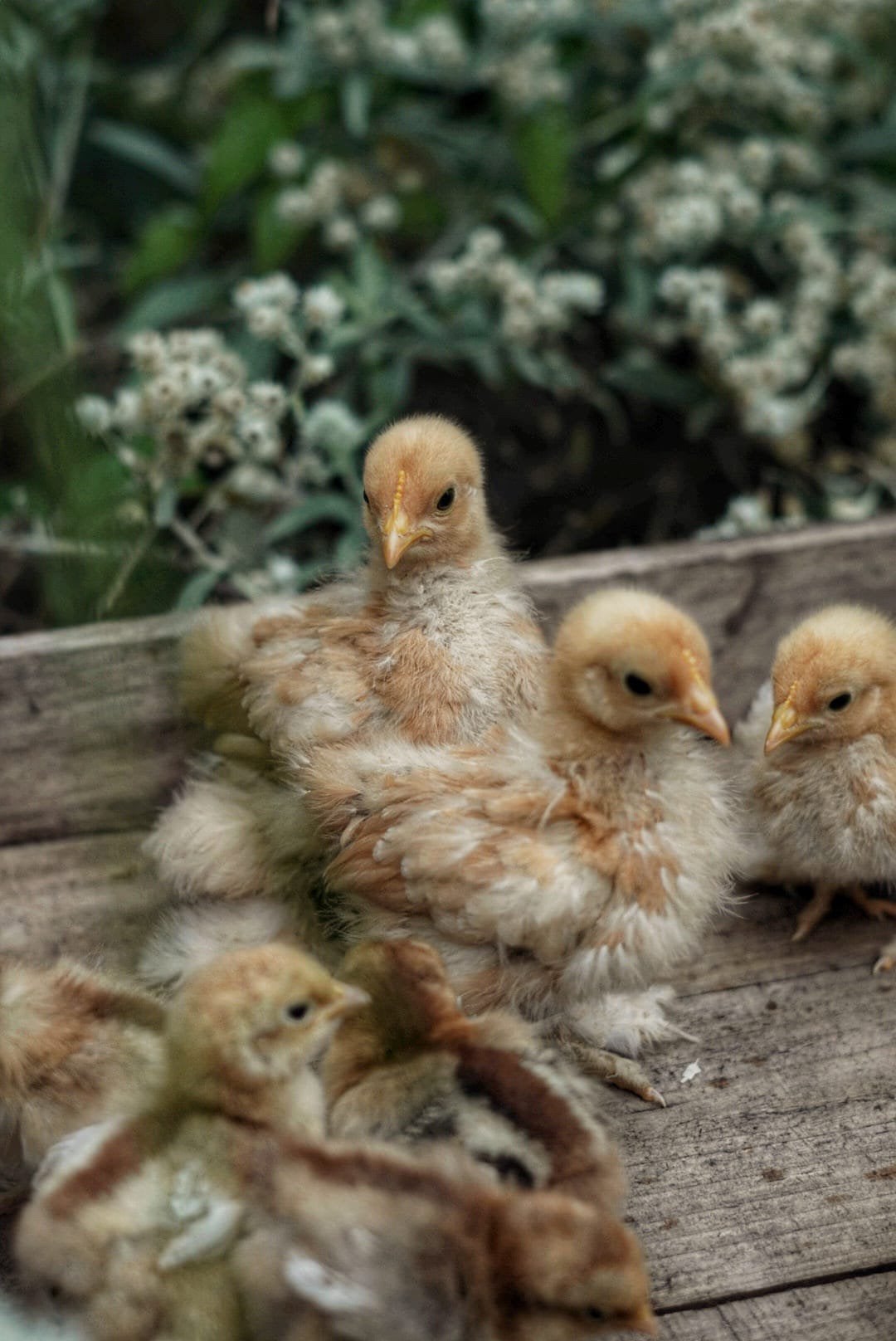 Cochinkriel kuikens cloaca gesekst en ingeent, Dieren en Toebehoren, Vrouwelijk, Kip