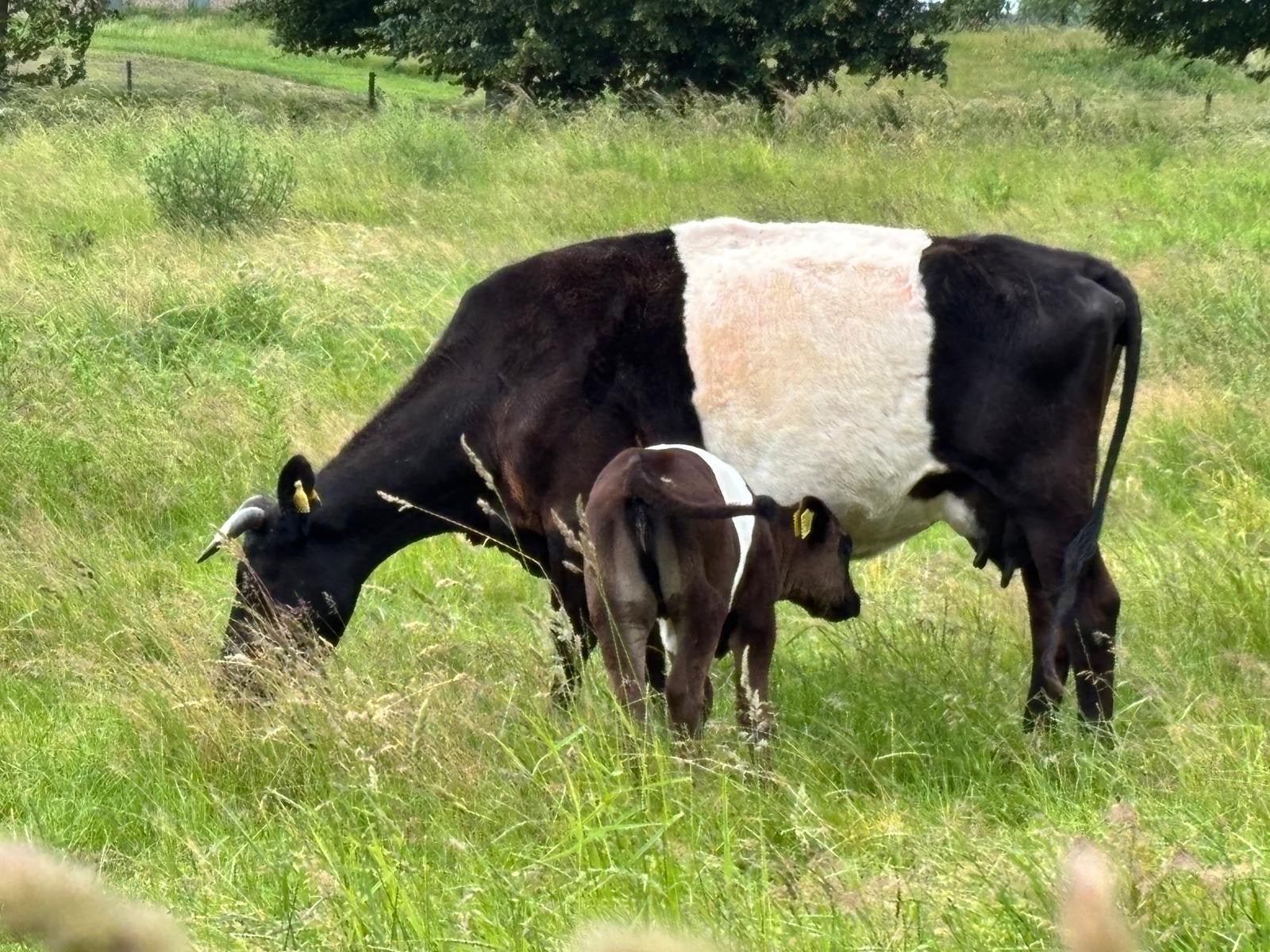 Te koop of te ruil: 8 Lakenvelders, Dieren en Toebehoren, Runderen, Meerdere dieren, 3 tot 6 jaar