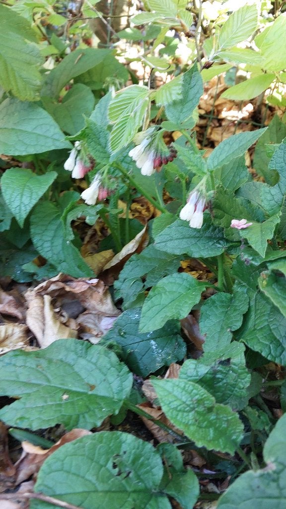 Gewone smeerwortel circa 15 cm (Symphytum Officinale), Bodembedekkers, Volle zon, Vaste plant, Ophalen of Verzenden