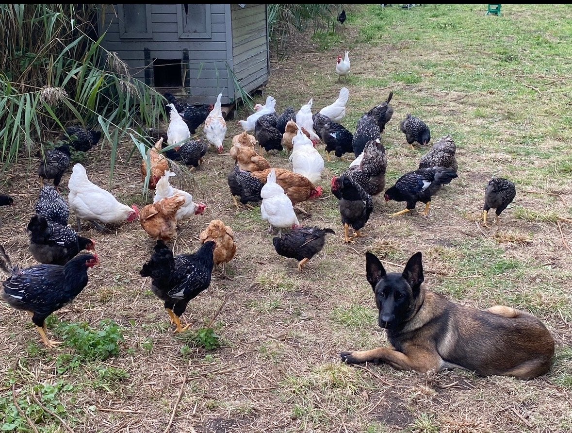 Kippen te koop barnevelder, leghorn, marans, Dieren en Toebehoren