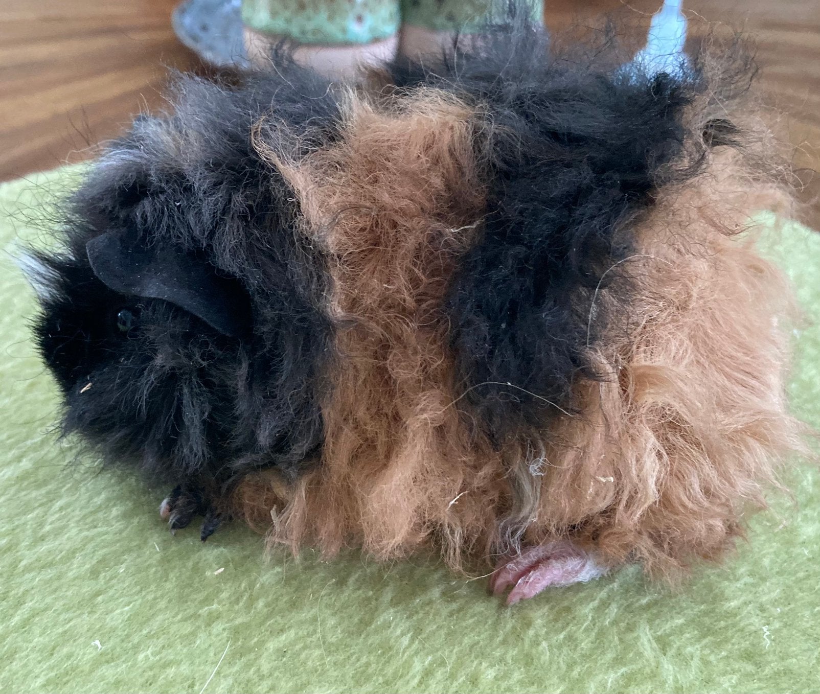 Jonge lunkarya cavia beertjes, Cavia, Augustus, Mannelijk, Tam