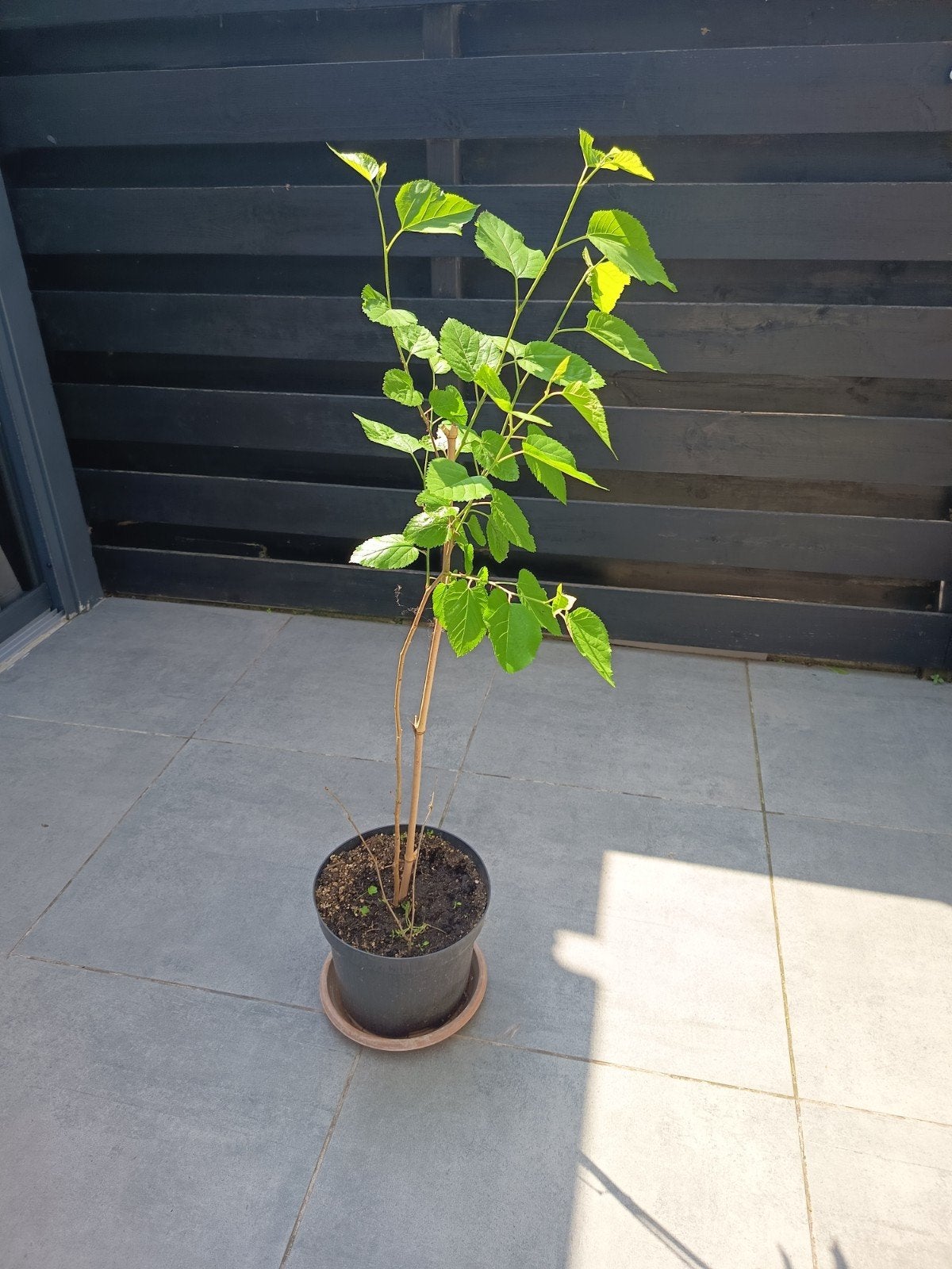 Moerbei donkere bessen, Overige soorten, Lente, Minder dan 100 cm, Ophalen