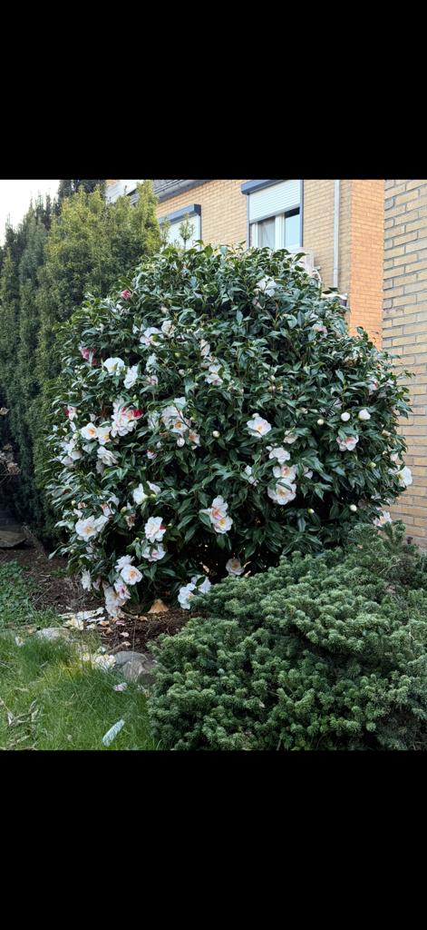 Prachtige grote bloeiende Camelia / Japanse Roos te koop, Ophalen of Verzenden, Overige soorten, Struik, 100 tot 250 cm