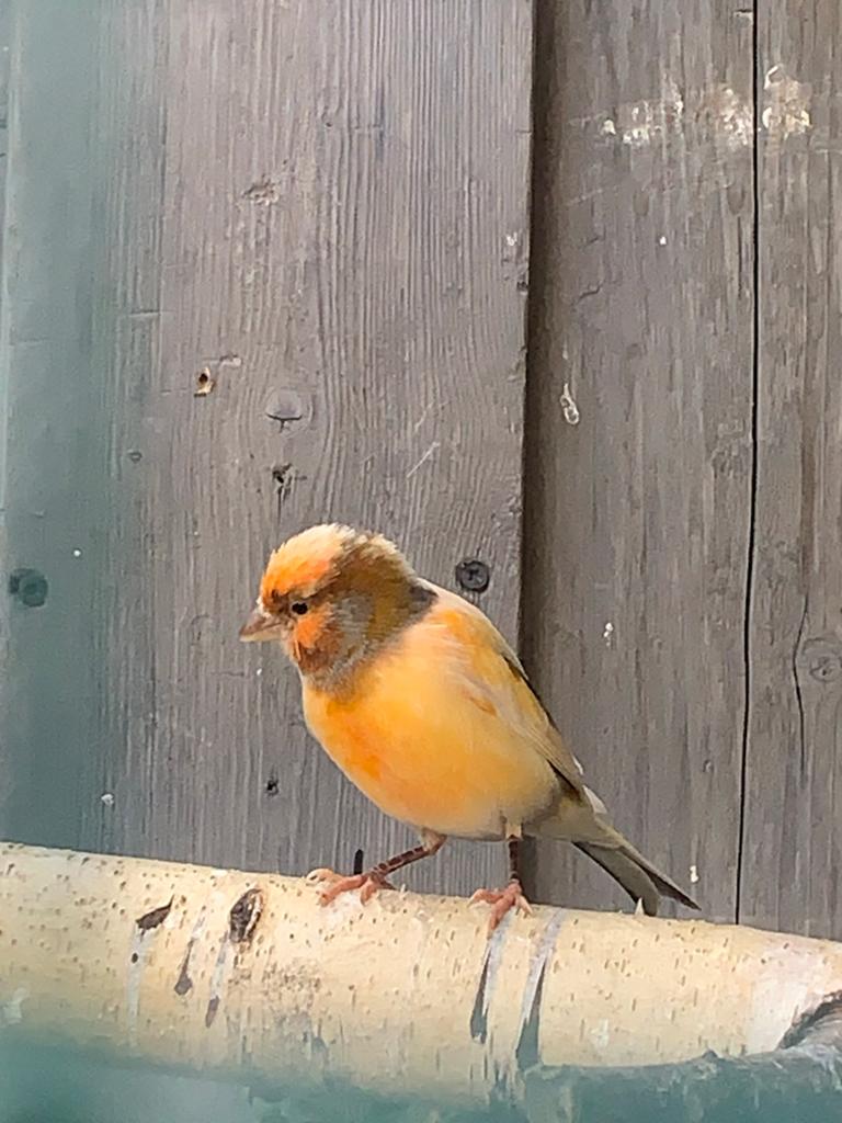 Portugese kleurkanarie, Dieren en Toebehoren, Vogels | Kanaries, Mannelijk, Zangkanarie
