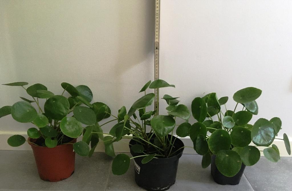 pannenkoekplant - Pilea Peperomioides - groene plantjes, Huis en Inrichting, Kamerplanten, Ophalen, Halfschaduw, Minder dan 100 cm
