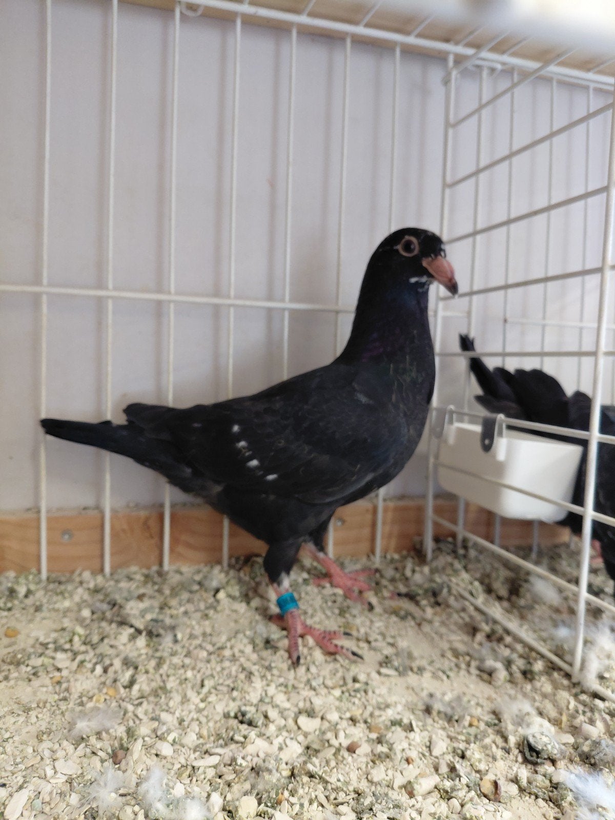 Kleurpostduiven, Dieren en Toebehoren, Meerdere dieren, Postduif