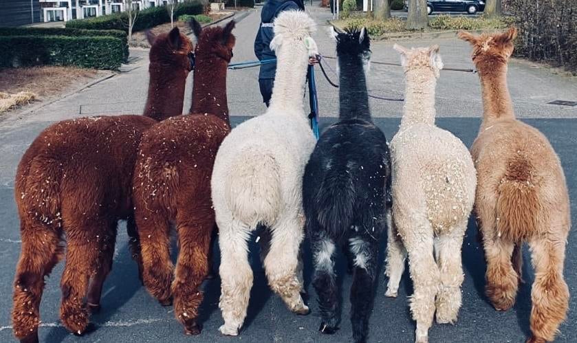 Alpacawol in diverse natuurlijke kleuren, Hobby en Vrije tijd, Ophalen of Verzenden, Nieuw, Spinwol