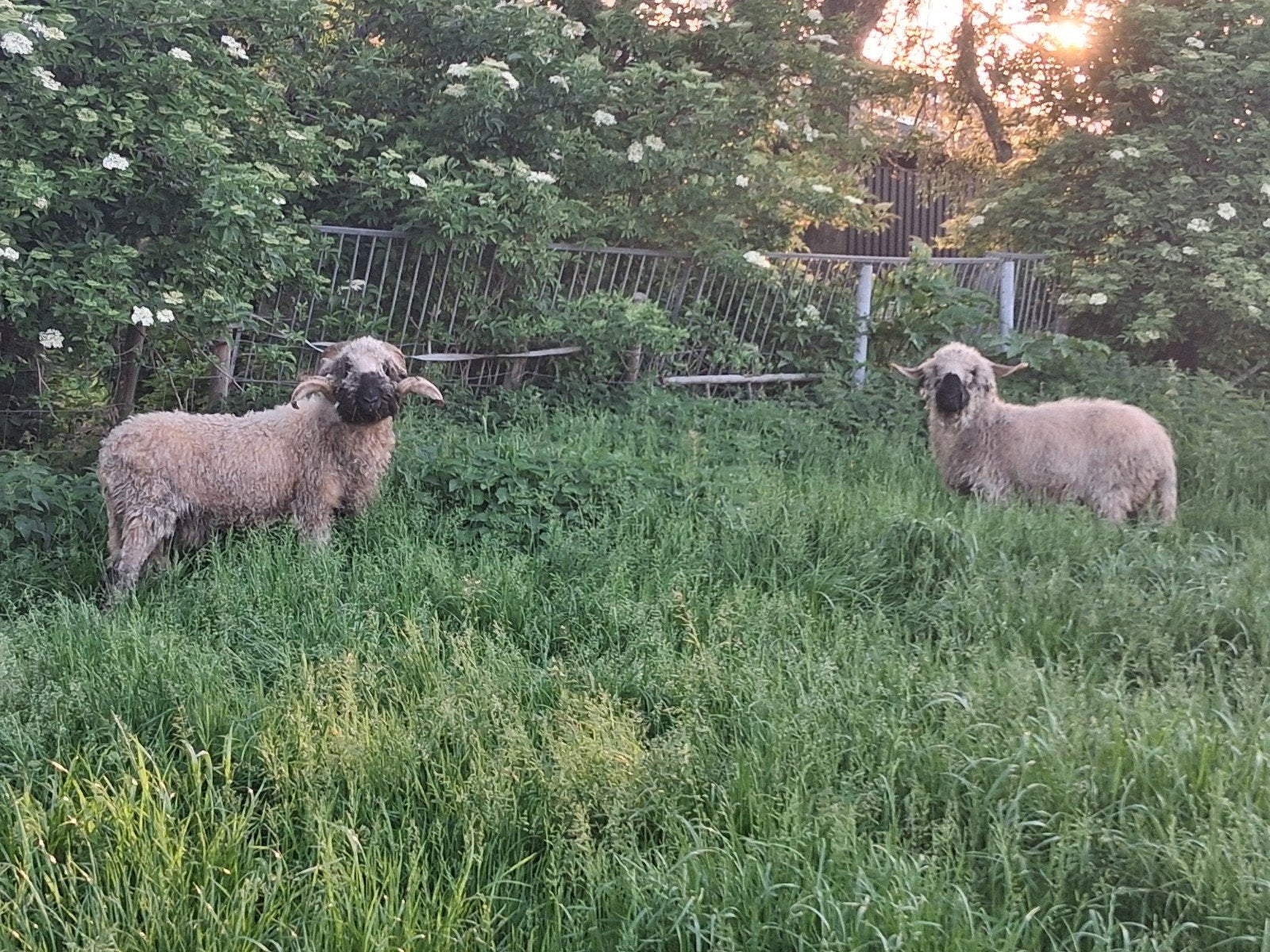 Stamboek Walliser Schwarznase, Mannelijk, Schaap