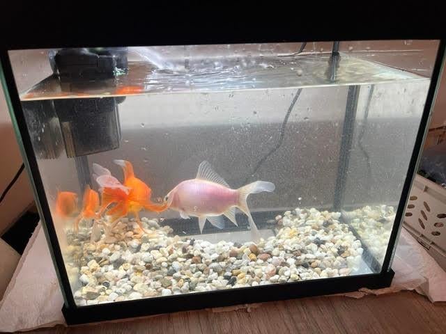 Aquarium ZONDER visjes, Ophalen, Aquariummeubel, Zo goed als nieuw, Inclusief toebehoren