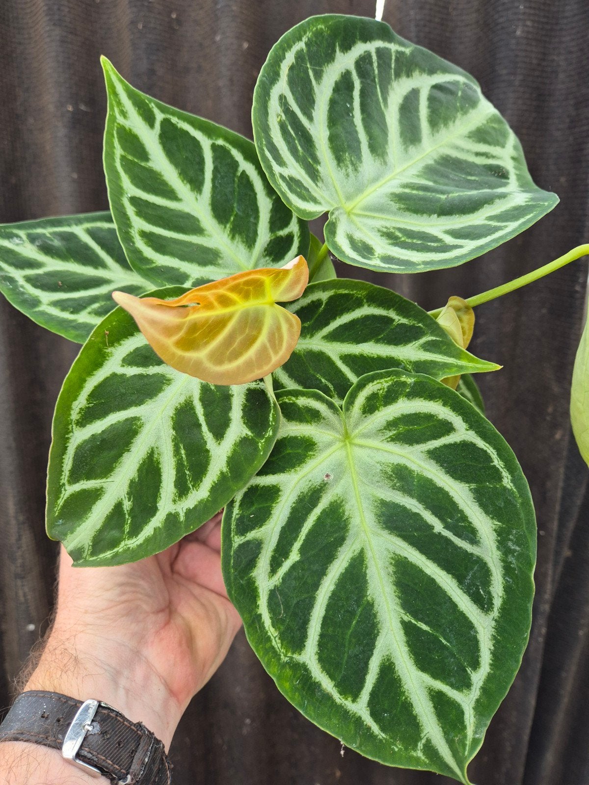 Anthurium Silver Blush p12 (2)