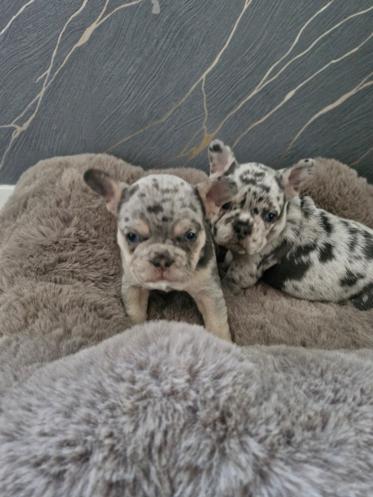 Franse bulldog pups ( reutjes ), Dieren en Toebehoren, Reu, CDV (hondenziekte), 8 tot 15 weken, Bulldog