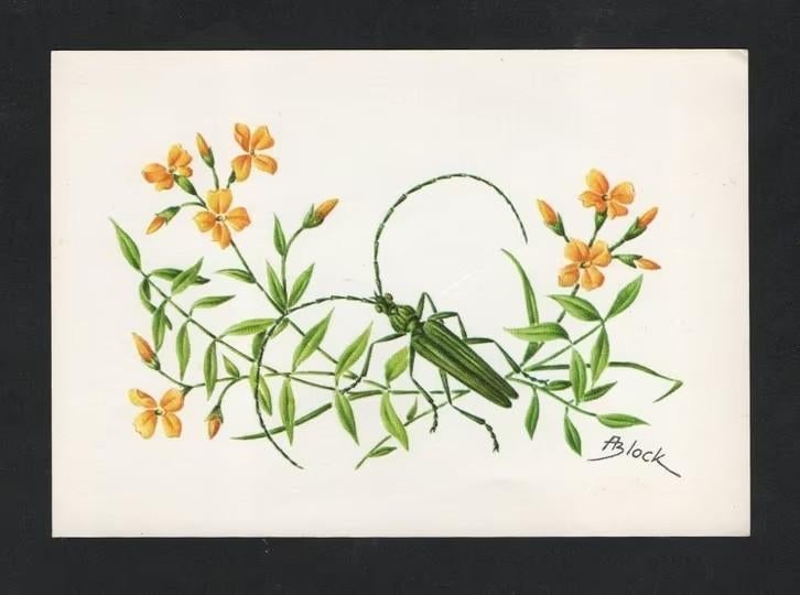 Muskusboktor Aromia Moschata Insekt Kever., Ophalen of Verzenden, 1960 tot 1980, Ongelopen, Overige soorten