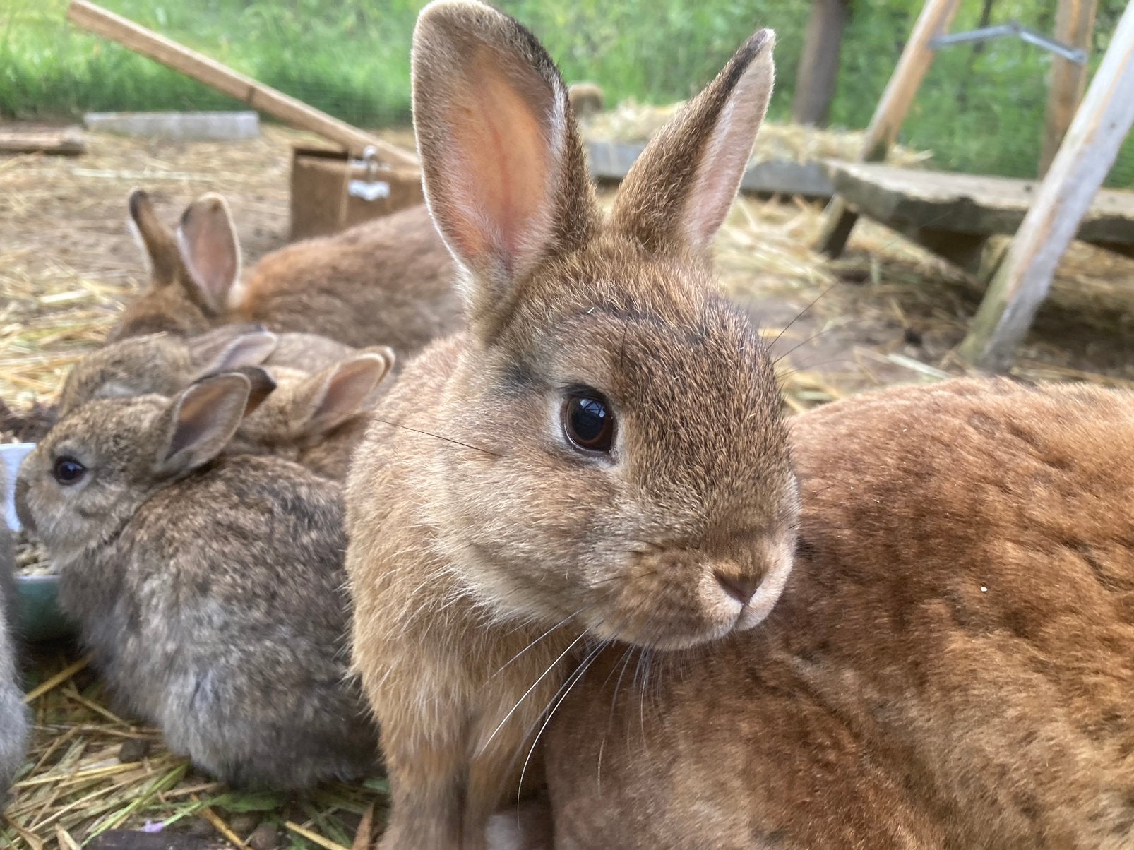 Twee konijnen, 4 maanden oud, mannetje + vrouwtje, Meerdere dieren, Middelgroot, 0 tot 2 jaar