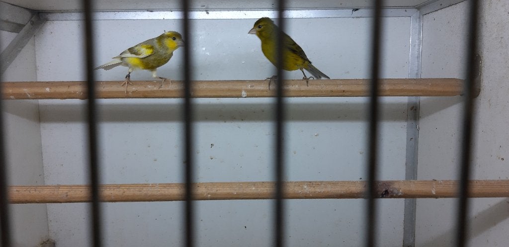 Raza espagnol spaanse dwerg kanarie, Dieren en Toebehoren, Meerdere dieren, Zangkanarie